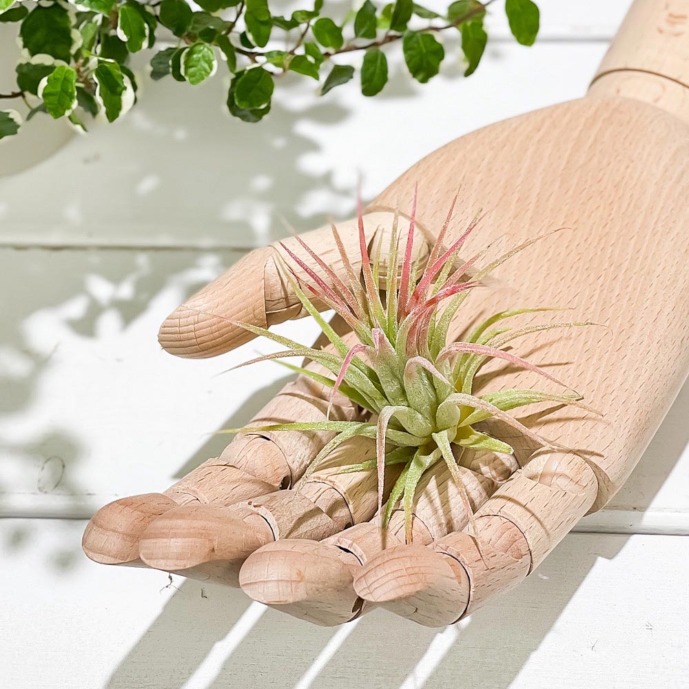 PLANCHU エアプランツ ティランジア イオナンタ ピーチーピンク Mサイズ 1株 育て方説明書付き Tillandsia ionantha cv. エアープランツ チランジア