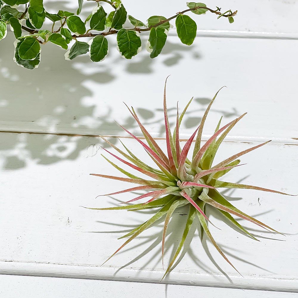 PLANCHU エアプランツ ティランジア イオナンタ ピーチーピンク Mサイズ 1株 育て方説明書付き Tillandsia ionantha cv. エアープランツ チランジア