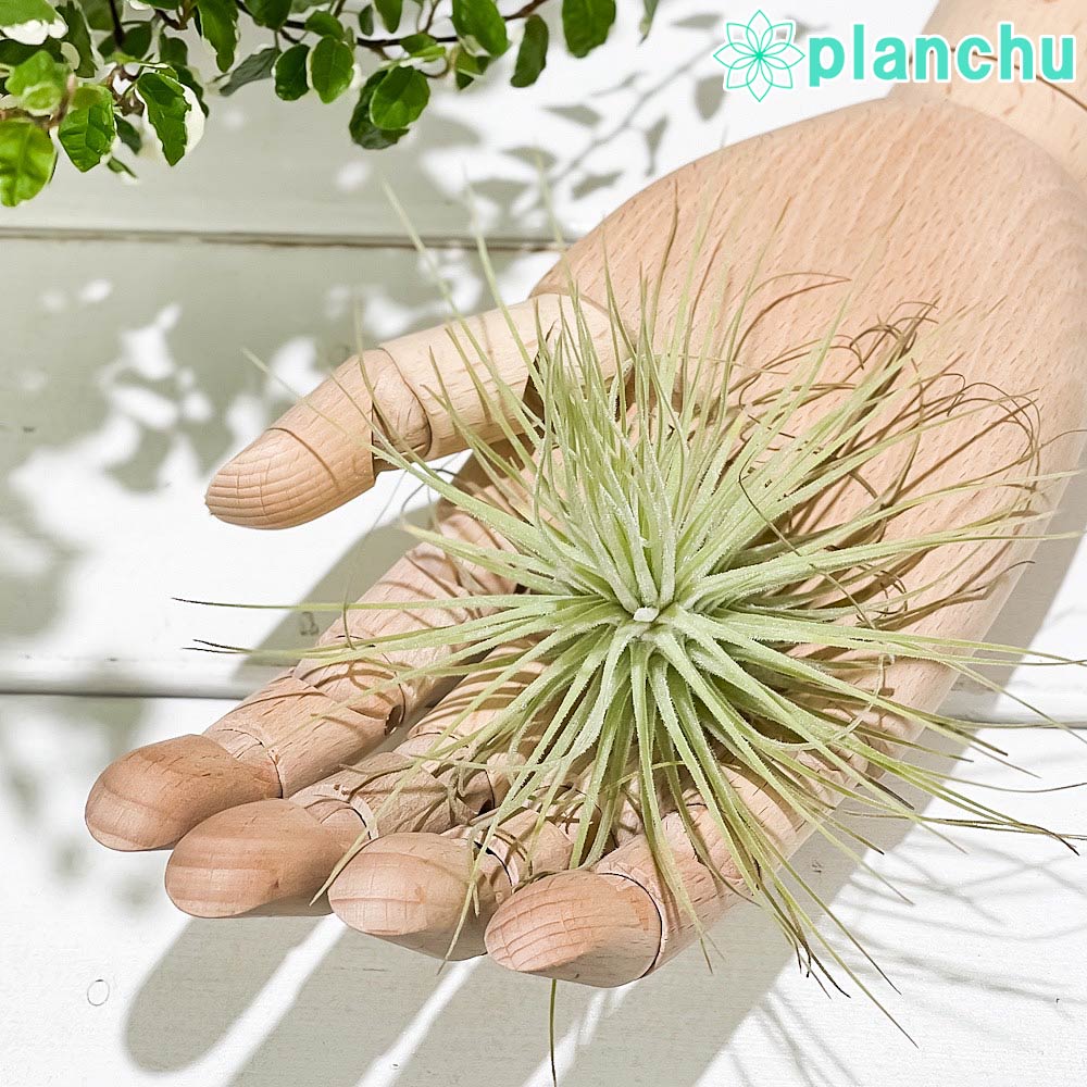 PLANCHU エアプランツ ティランジア マグヌシアナ Mサイズ 1株 W10×H10cm前後 育て方説明書付き Tillandsia magnusiana エアープランツ チランジア