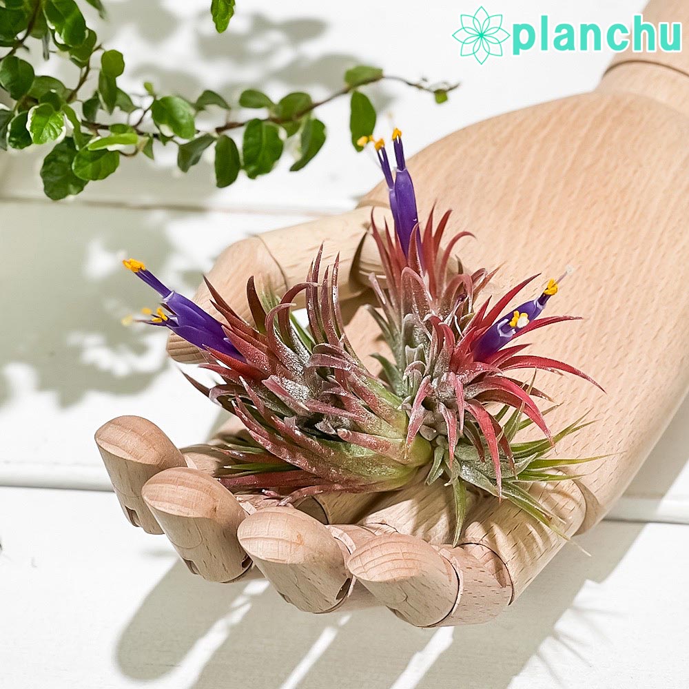 PLANCHU エアプランツ ティランジア イオナンタ エボリューション クランプ 1株 W7×H7cm前後 育て方説明書付き Tillandsia ionantha cv. エアープランツ チランジア