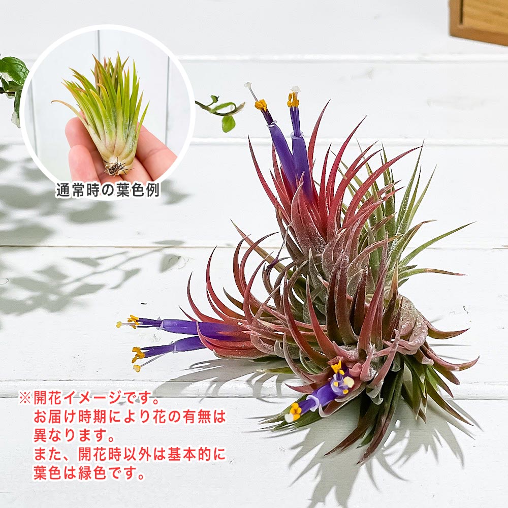 PLANCHU エアプランツ ティランジア イオナンタ エボリューション クランプ 1株 育て方説明書付き Tillandsia ionantha cv. エアープランツ チランジア