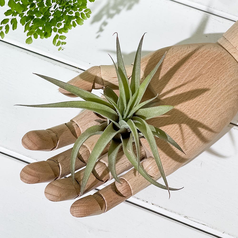 PLANCHU エアプランツ ティランジア カピタータ ピーチ Mサイズ 1株 育て方説明書付き Tillandsia capitata ‘Peach’ エアープランツ チランジア