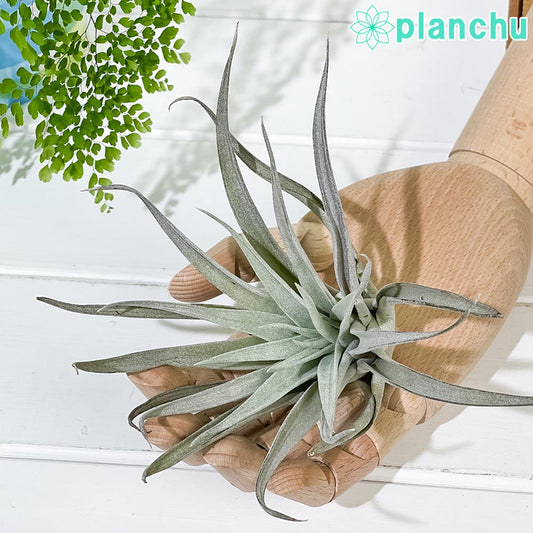 PLANCHU エアプランツ ティランジア ハリシー Lサイズ 1株 W12×H12cm前後 育て方説明書付き Tillandsia harrisii エアープランツ チランジア