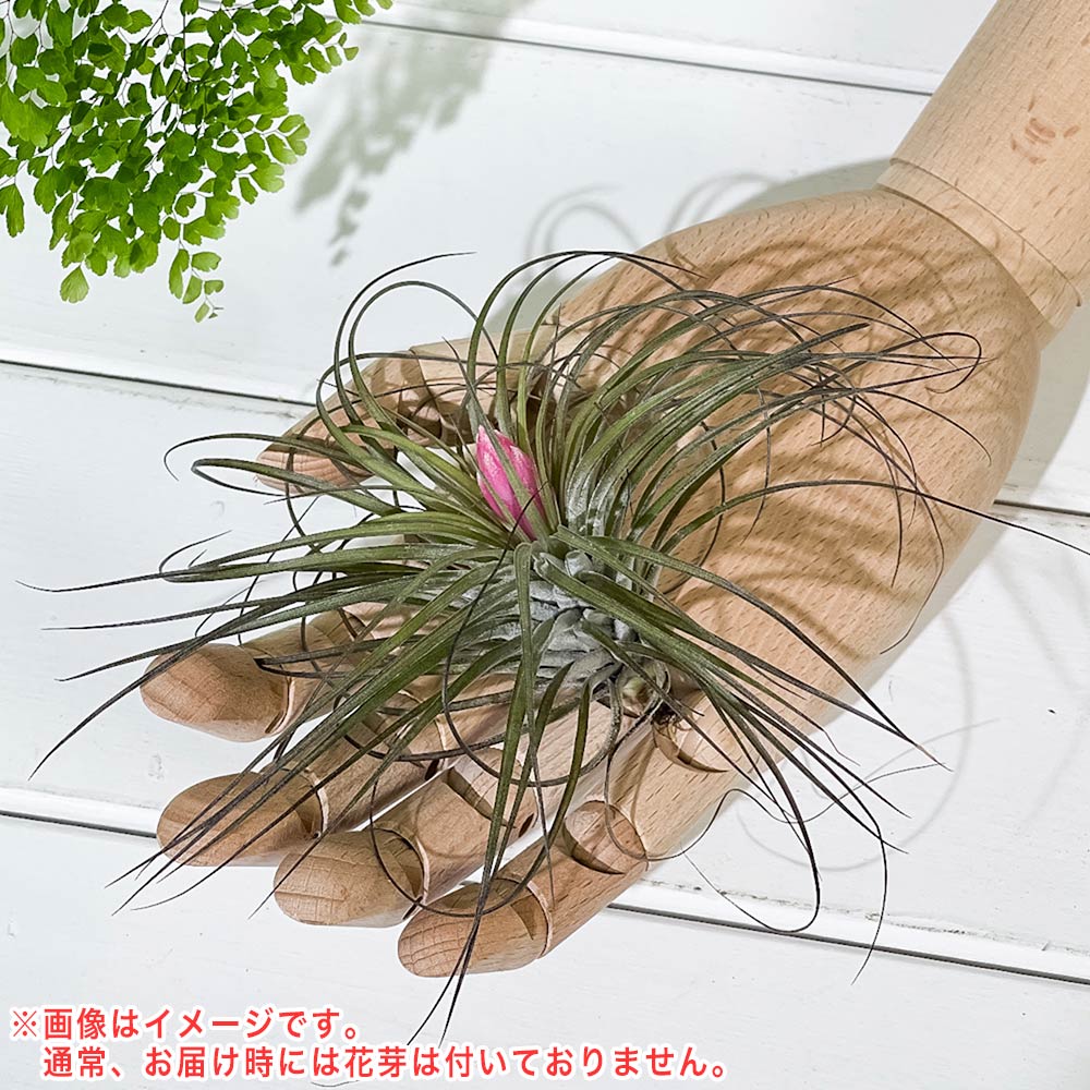 PLANCHU エアプランツ ティランジア ストリクタ Mサイズ 1株 育て方説明書付き Tillandsia stricta エアープランツ チランジア