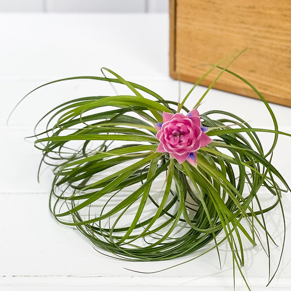 PLANCHU エアプランツ ティランジア ストリクタ Lサイズ 1株 W15×H10cm前後 育て方説明書付き Tillandsia stricta エアープランツ チランジア