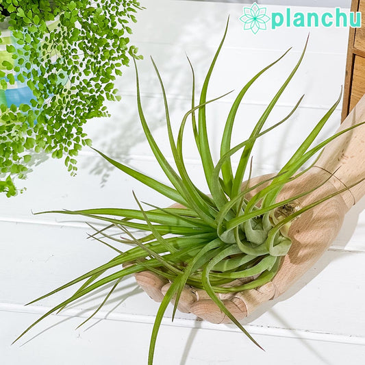 PLANCHU エアプランツ ティランジア カピタータ Lサイズ 1株 W18×H18cm前後 育て方説明書付き Tillandsia capitata エアープランツ チランジア