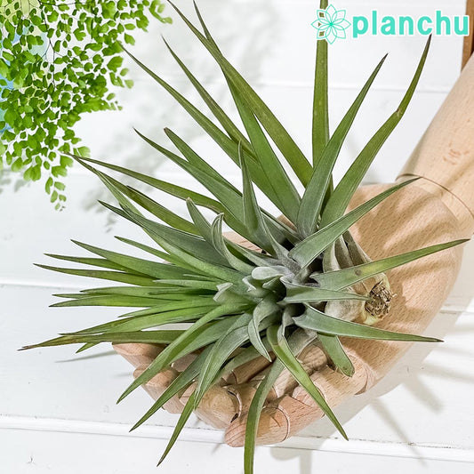 PLANCHU エアプランツ ティランジア ブラキカウロス Lサイズ 1株 W18×H15cm前後 育て方説明書付き Tillandsia brachycaulos エアープランツ チランジア