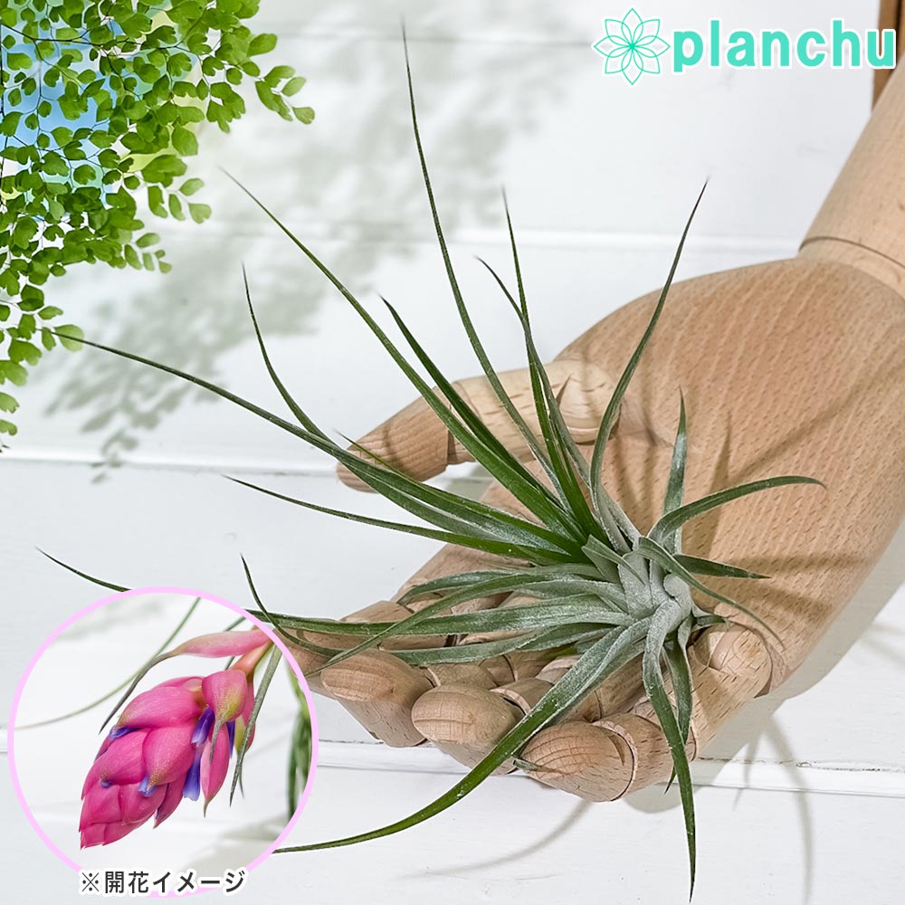 PLANCHU エアプランツ ティランジア ストリクタ ギガンティクス Mサイズ 1株 育て方説明書付き Tillandsia stricta ‘Giganticus’ エアープランツ チランジア