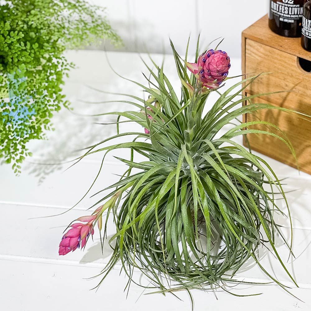 PLANCHU エアプランツ ティランジア ストリクタ ギガンティクス クランプ 1株 育て方説明書付き Tillandsia stricta ‘Giganticus’ エアープランツ チランジア