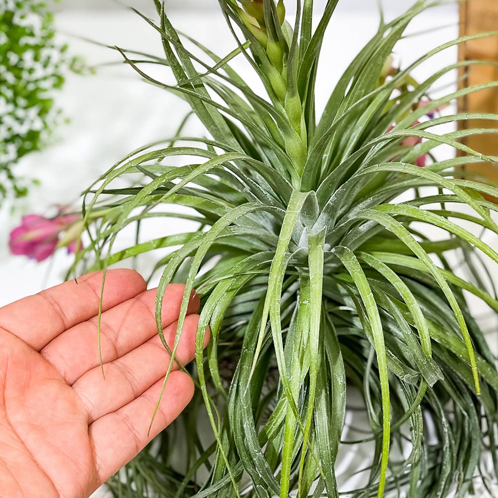 PLANCHU エアプランツ ティランジア ストリクタ ギガンティクス クランプ 1株 育て方説明書付き Tillandsia stricta ‘Giganticus’ エアープランツ チランジア