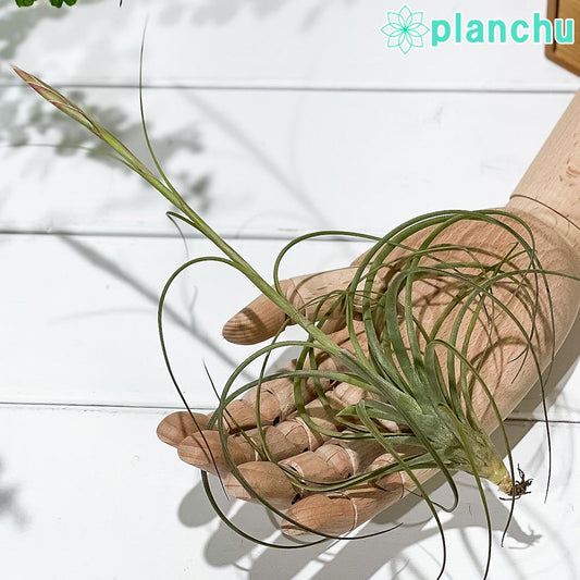 PLANCHU エアプランツ ティランジア イオナンタ × シーディアナ Lサイズ 1株 W15×H10cm前後 育て方説明書付き Tillandsia ionantha × schiedeana スキディアーナ エアープランツ チランジア