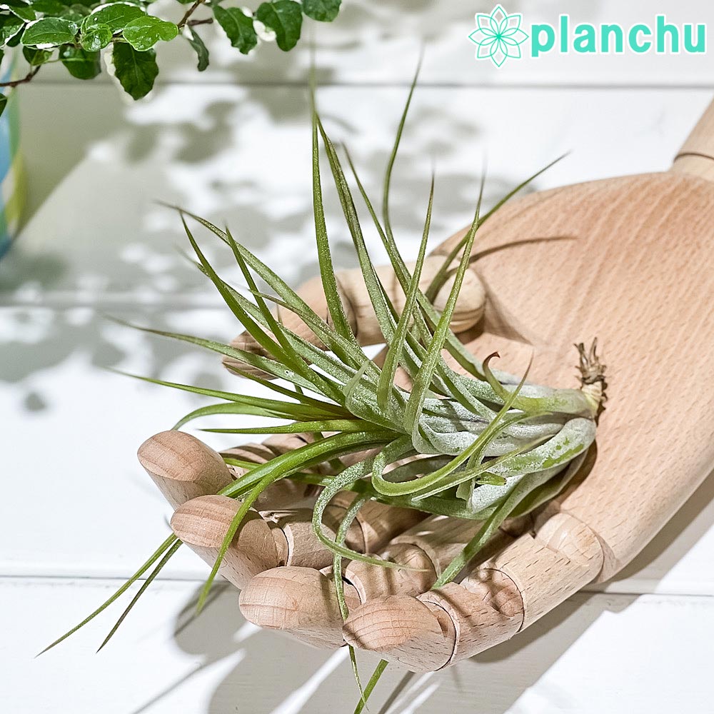 PLANCHU エアプランツ ティランジア イオナンタ × ブラキカウロス Lサイズ 1株 W10×H10cm前後 育て方説明書付き Tillandsia ionantha × brachycaulos エアープランツ チランジア