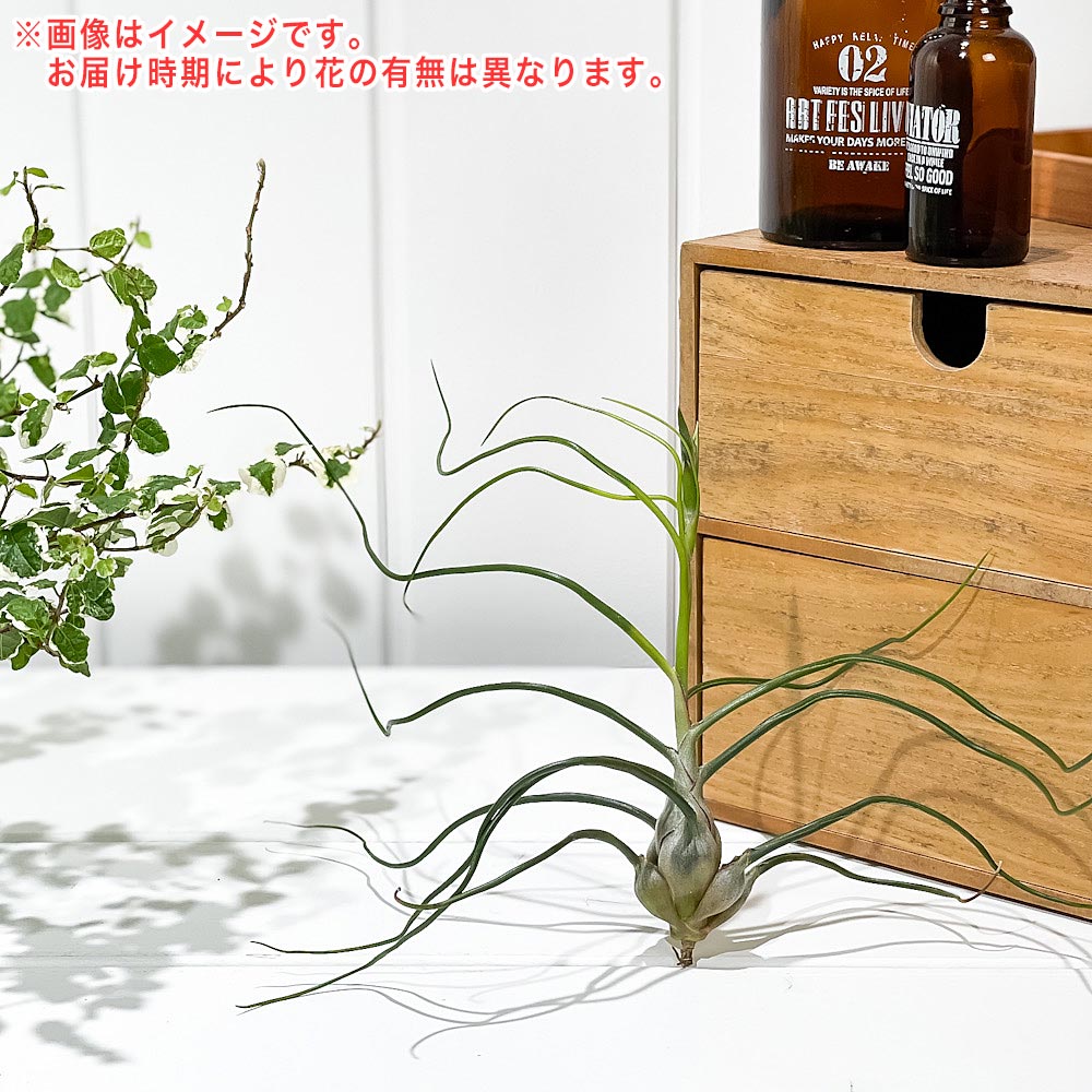 PLANCHU エアプランツ ティランジア ブルボーサ Lサイズ 1株 育て方説明書付き Tillandsia bulbosa エアープランツ チランジア