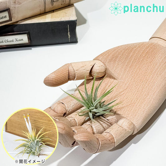 PLANCHU メール便発送 エアプランツ ティランジア イオナンタ 白花 Sサイズ 1株 W3×H3cm前後 育て方説明書付き Tillandsia ionantha ‘White Flower’ エアープランツ チランジア