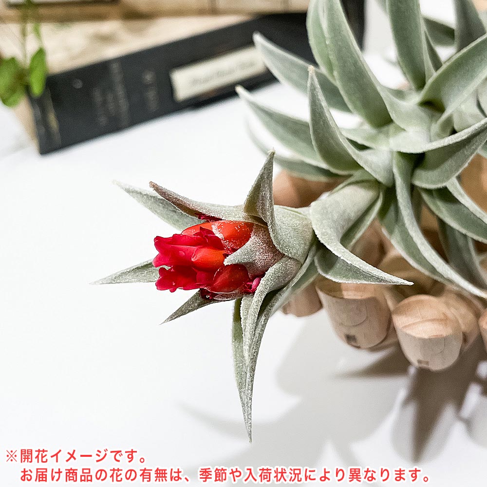 PLANCHU エアプランツ ティランジア エディシアエ XLサイズ 1株 育て方説明書付き Tillandsia edithae エアープランツ チランジア