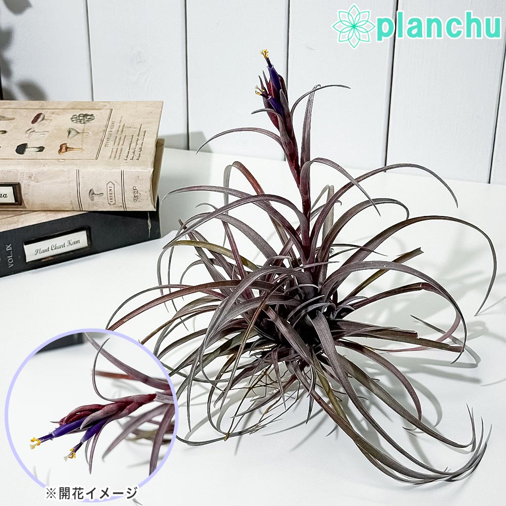 PLANCHU エアプランツ ティランジア カピタータ ドミンゲンシス クランプ 1株 W20×H20cm前後 育て方説明書付き Tillandsia capitata var. domingensis エアープランツ チランジア