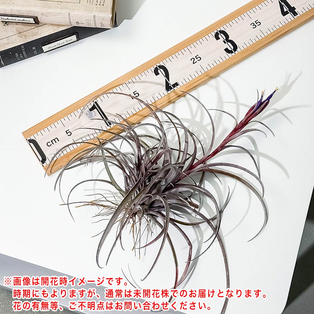 PLANCHU エアプランツ ティランジア カピタータ ドミンゲンシス クランプ 1株 W20×H20cm前後 育て方説明書付き Tillandsia capitata var. domingensis エアープランツ チランジア