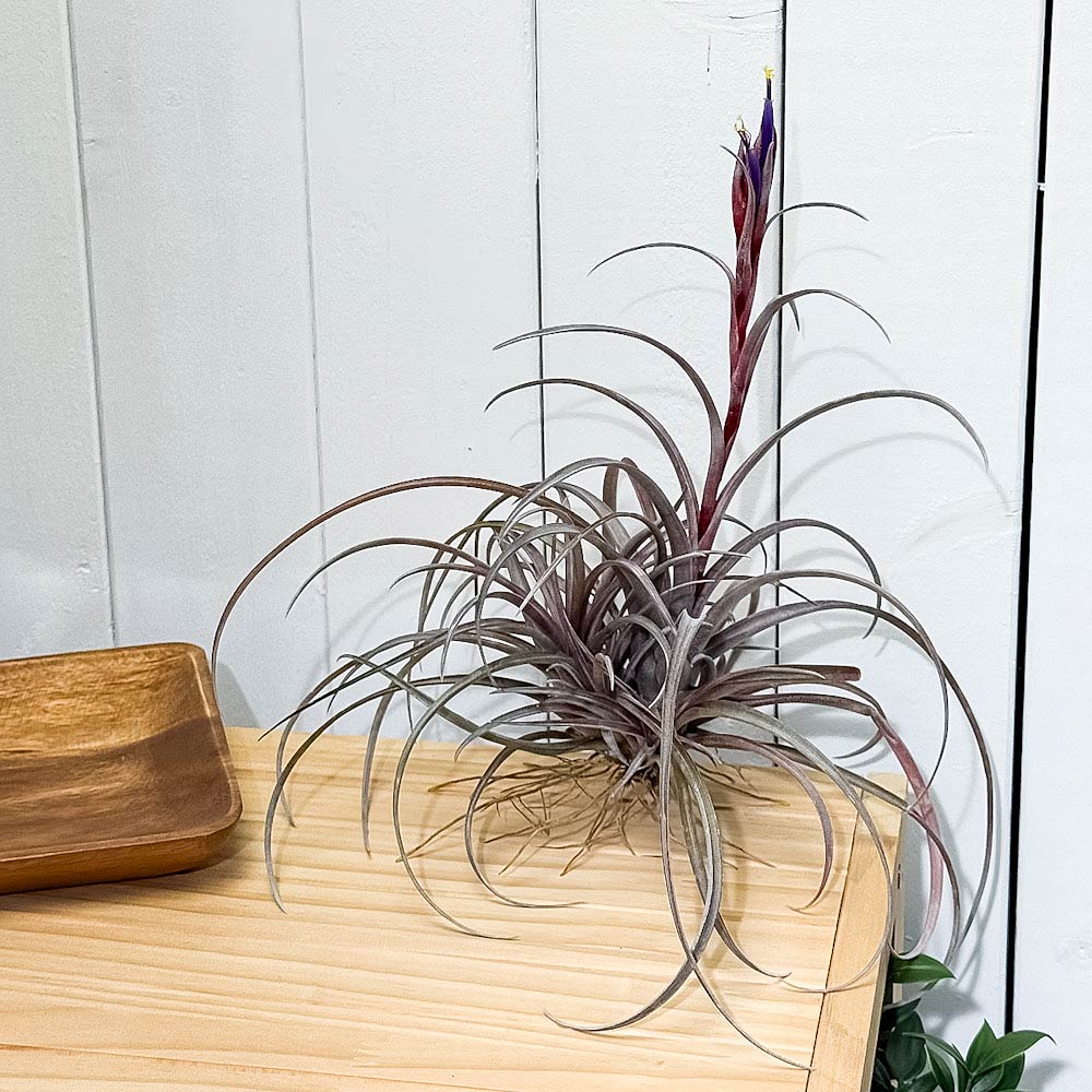 PLANCHU エアプランツ ティランジア カピタータ ドミンゲンシス クランプ 1株 W20×H20cm前後 育て方説明書付き Tillandsia capitata var. domingensis エアープランツ チランジア