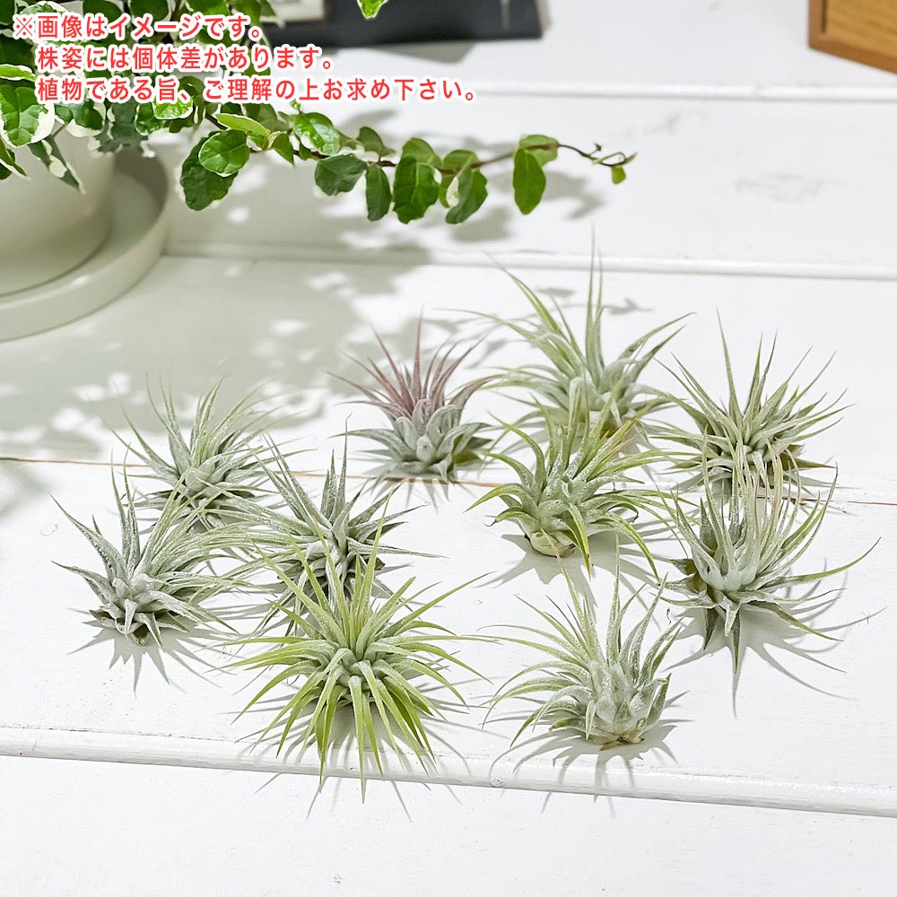 PLANCHU メール便発送 エアプランツ ティランジア イオナンタ Sサイズ 1株 育て方説明書付き Tillandsia ionantha エアープランツ チランジア