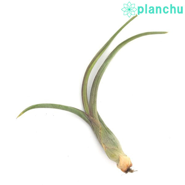 PLANCHU メール便発送 エアプランツ ティランジア プセウドベイレイ Sサイズ 1株 W10×H8cm前後 育て方説明書付き Tillandsia pseudobaileyi エアープランツ チランジア