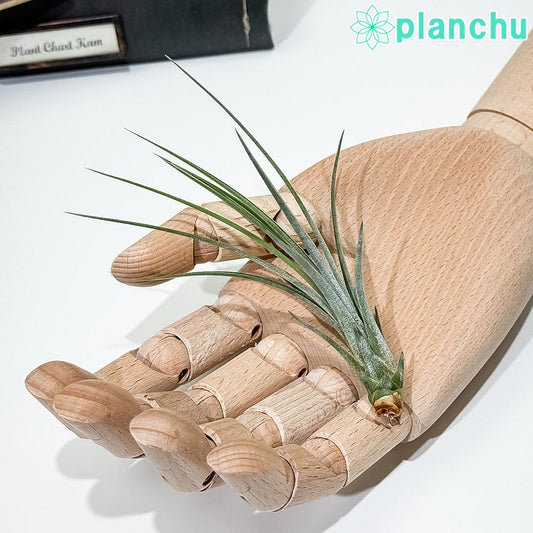 PLANCHU エアプランツ ティランジア ジュンセア Sサイズ 1株 W3×H10cm前後 育て方説明書付き Tillandsia juncea エアープランツ チランジア