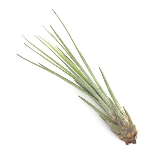 PLANCHU メール便発送 エアプランツ ティランジア ジュンセア Sサイズ 1株 育て方説明書付き Tillandsia juncea エアープランツ チランジア