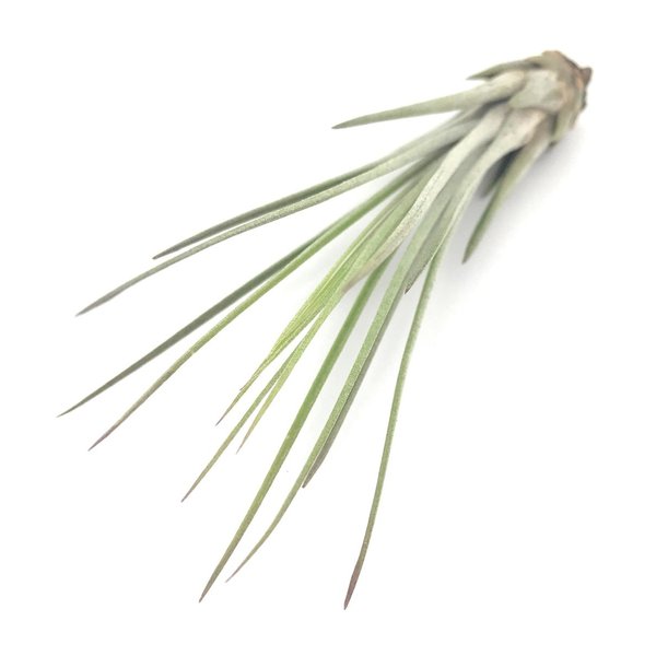 PLANCHU メール便発送 エアプランツ ティランジア ジュンセア Sサイズ 1株 育て方説明書付き Tillandsia juncea エアープランツ チランジア