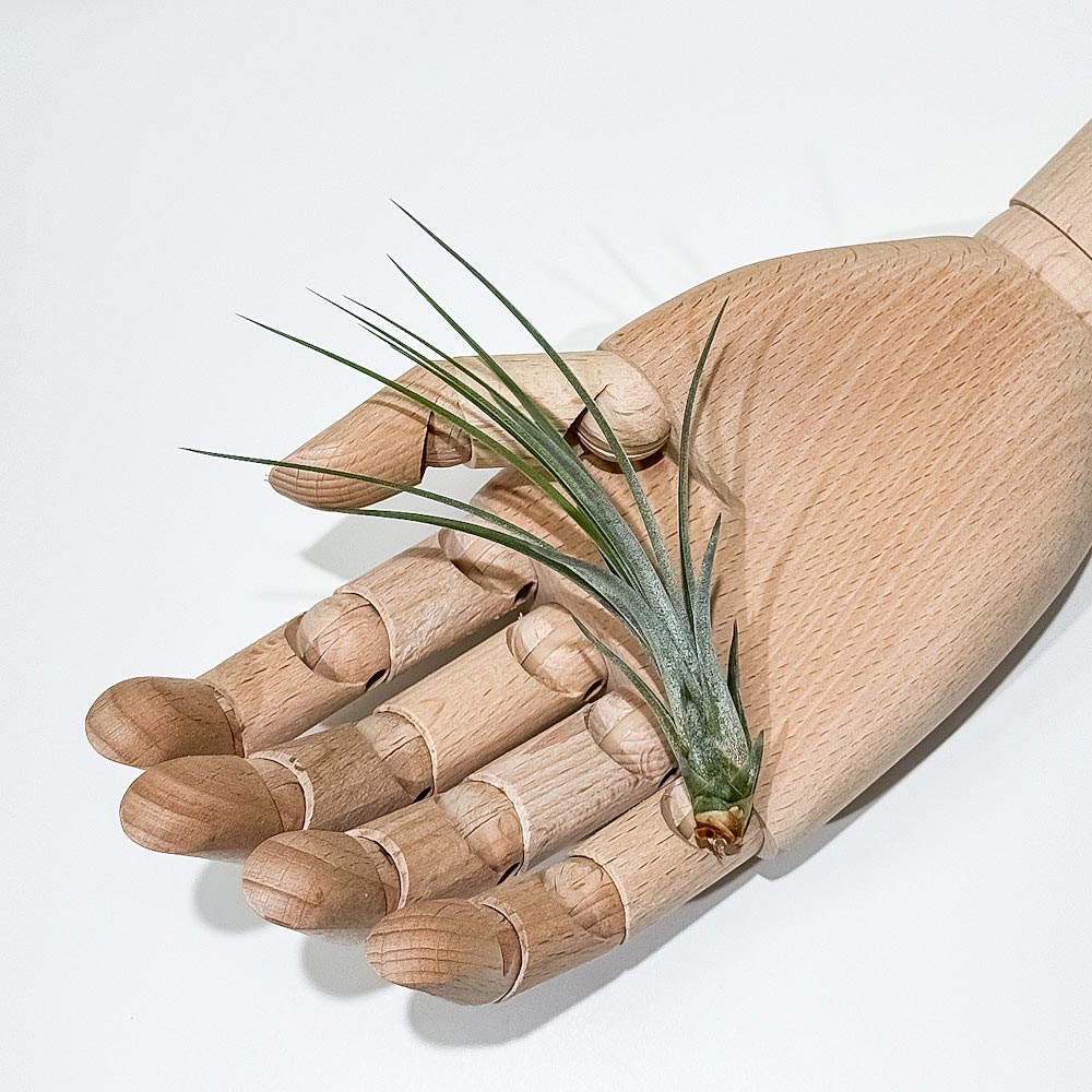 PLANCHU エアプランツ ティランジア ジュンセア Sサイズ 1株 W3×H10cm前後 育て方説明書付き Tillandsia juncea エアープランツ チランジア