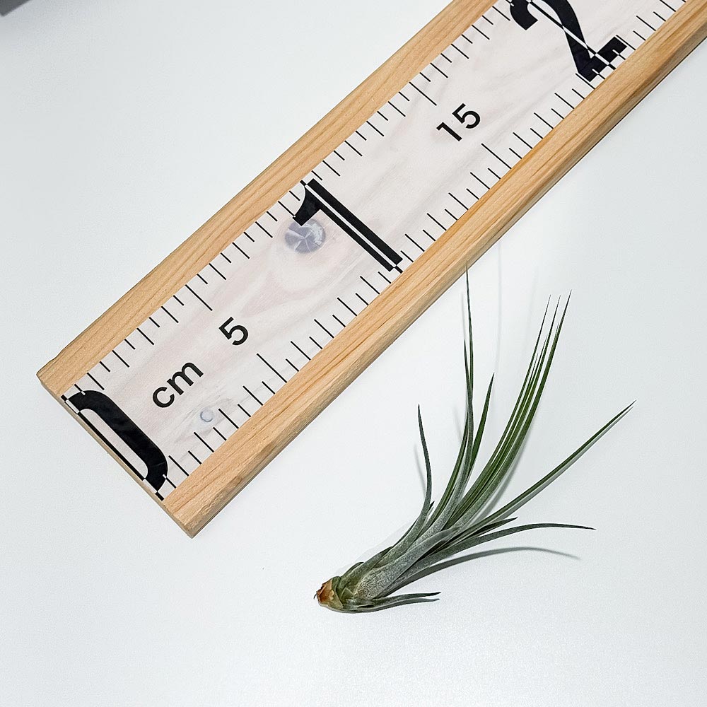 PLANCHU エアプランツ ティランジア ジュンセア Sサイズ 1株 W3×H10cm前後 育て方説明書付き Tillandsia juncea エアープランツ チランジア