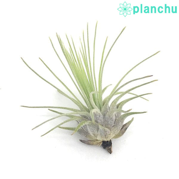 PLANCHU メール便発送 エアプランツ ティランジア フックシー グラシリス Sサイズ 1株 W3×H3cm前後 育て方説明書付き Tillandsia fuchsii forma gracilis グラキリス エアープランツ チランジア
