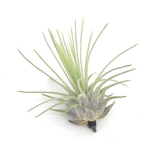 PLANCHU メール便発送 エアプランツ ティランジア フックシー グラシリス Sサイズ 1株 育て方説明書付き Tillandsia fuchsii forma gracilis グラキリス エアープランツ チランジア