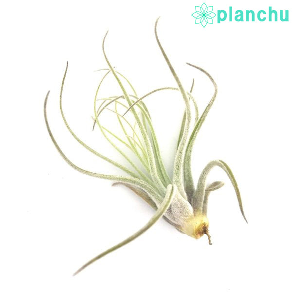 PLANCHU メール便発送 エアプランツ ティランジア ベリッキアーナ Sサイズ 1株 W5×H8cm前後 育て方説明書付き Tillandsia velickiana エアープランツ チランジア