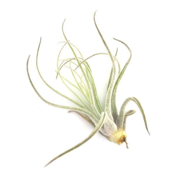 PLANCHU メール便発送 エアプランツ ティランジア ベリッキアーナ Sサイズ 1株 W5×H8cm前後 育て方説明書付き Tillandsia velickiana エアープランツ チランジア