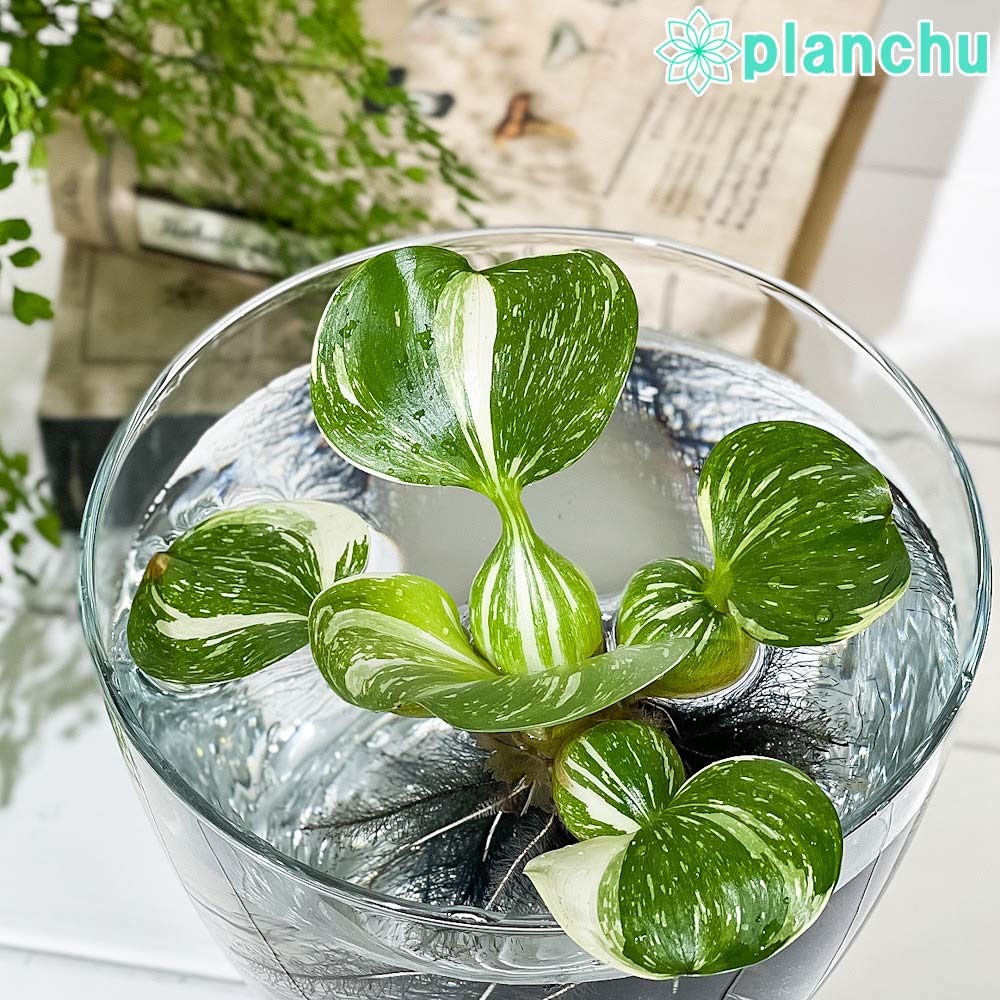 PLANCHU 浮草 ホテイアオイ 斑入り Mサイズ 1株 育て方説明書付き Eichhornia crassipes ‘Variegata’ ホテイソウ 水草 水生植物 メダカ