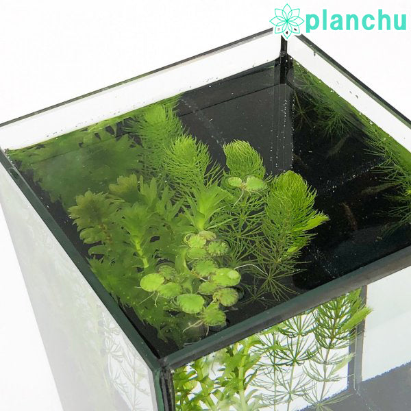 PLANCHU 水草セット メダカ用3種 マツモ アナカリス 浮草 冷蔵便