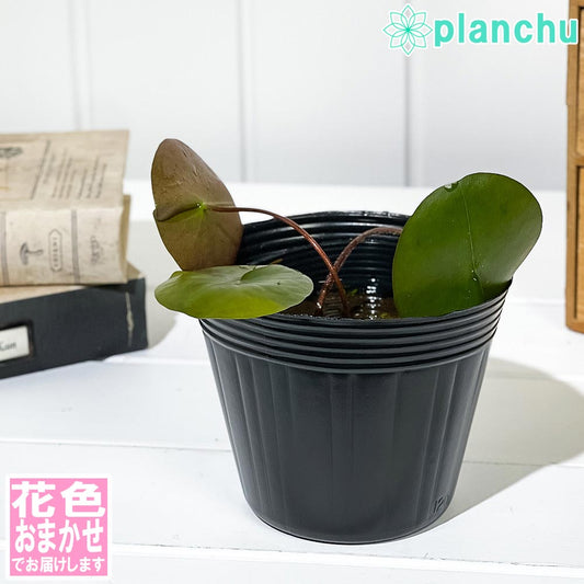 PLANCHU 水生植物 温帯スイレン 花色おまかせ 4号ポット 育て方説明書付き Nymphaea 睡蓮 ビオトープ メダカ