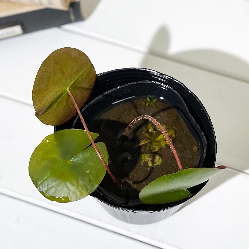 PLANCHU 水生植物 温帯スイレン 花色おまかせ 4号ポット 育て方説明書付き Nymphaea 睡蓮 ビオトープ メダカ