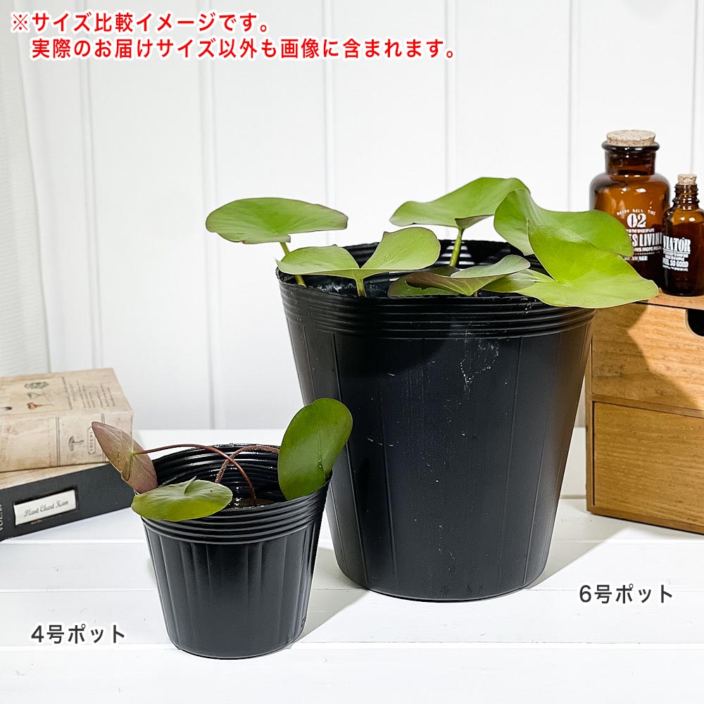 PLANCHU 水生植物 温帯スイレン 花色おまかせ 4号ポット 育て方説明書付き Nymphaea 睡蓮 ビオトープ メダカ