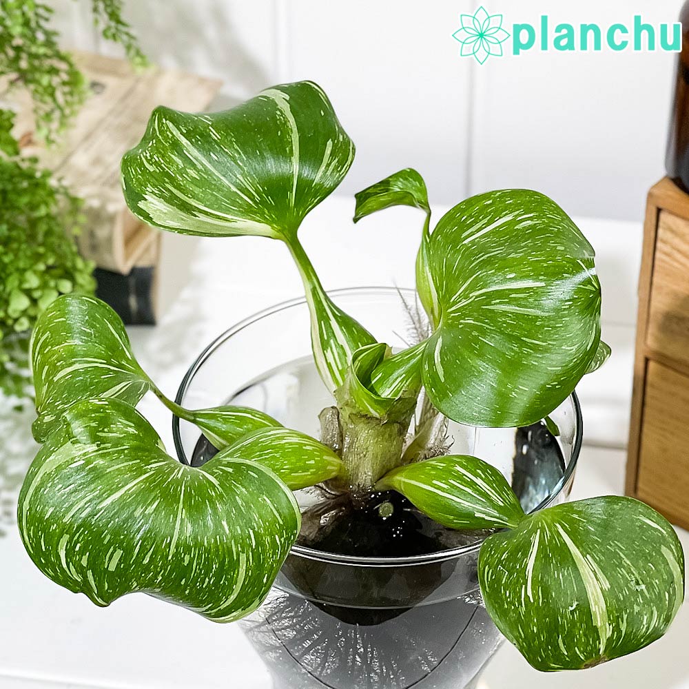 PLANCHU 浮草 ホテイアオイ 斑入り Lサイズ 1株 育て方説明書付き Eichhornia crassipes ‘Variegata’ ホテイソウ 水草 水生植物 メダカ