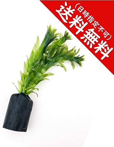 PLANCHU 水草 アナカリス 備長炭ポット植え 1個