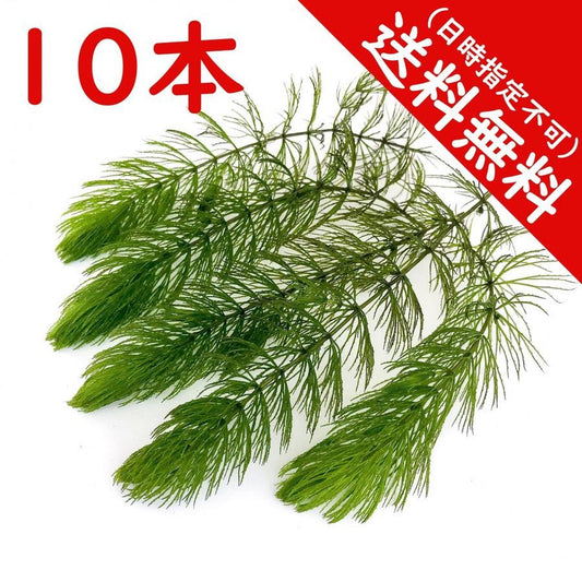 PLANCHU 水草 マツモ 10本