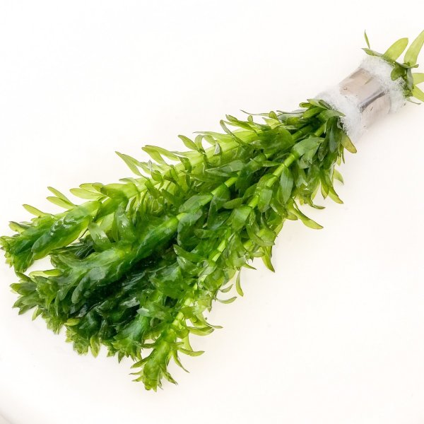 PLANCHU 水草 アナカリス 10本 メダカに 金魚に もちろん熱帯魚に