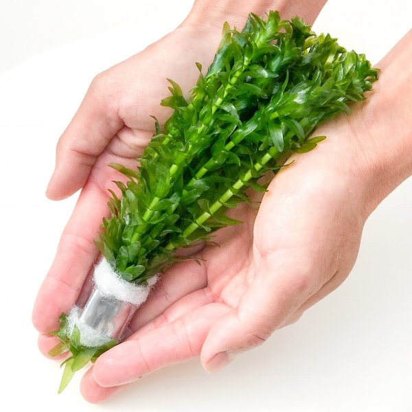 PLANCHU 水草 アナカリス 10本 メダカに 金魚に もちろん熱帯魚に