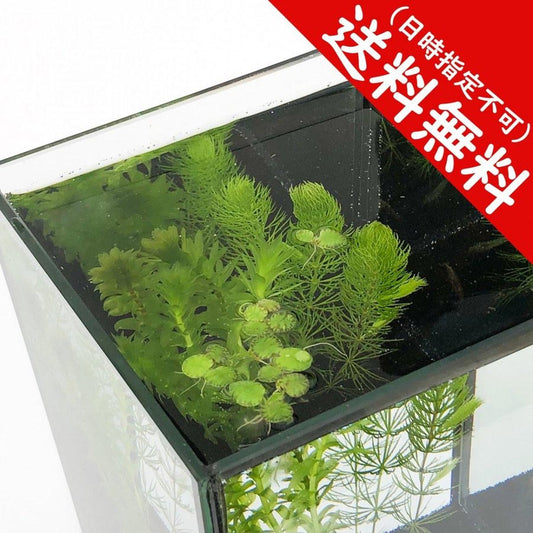 PLANCHU 水草セット メダカ用3種 マツモ3本 アナカリス5本 浮草5個