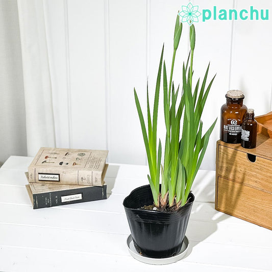 PLANCHU 水辺植物 アイリス ハナショウブ 4.5号ポット 育て方説明書付き Iris ensata 花菖蒲 花苗 山野草 ビオトープ メダカ