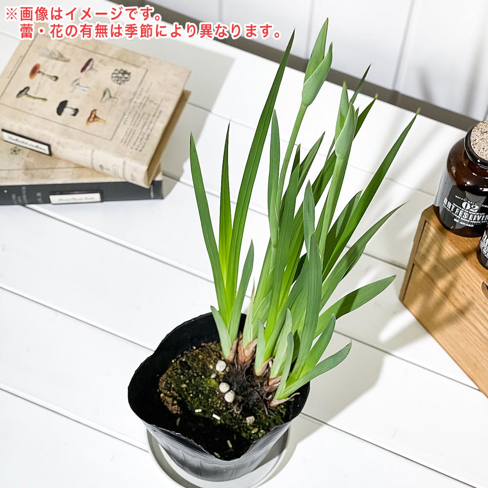 PLANCHU 水辺植物 アイリス ハナショウブ 4.5号ポット 育て方説明書付き Iris ensata var. spontanea cv. 花菖蒲 花苗 山野草 ビオトープ メダカ 色彩の魔術師