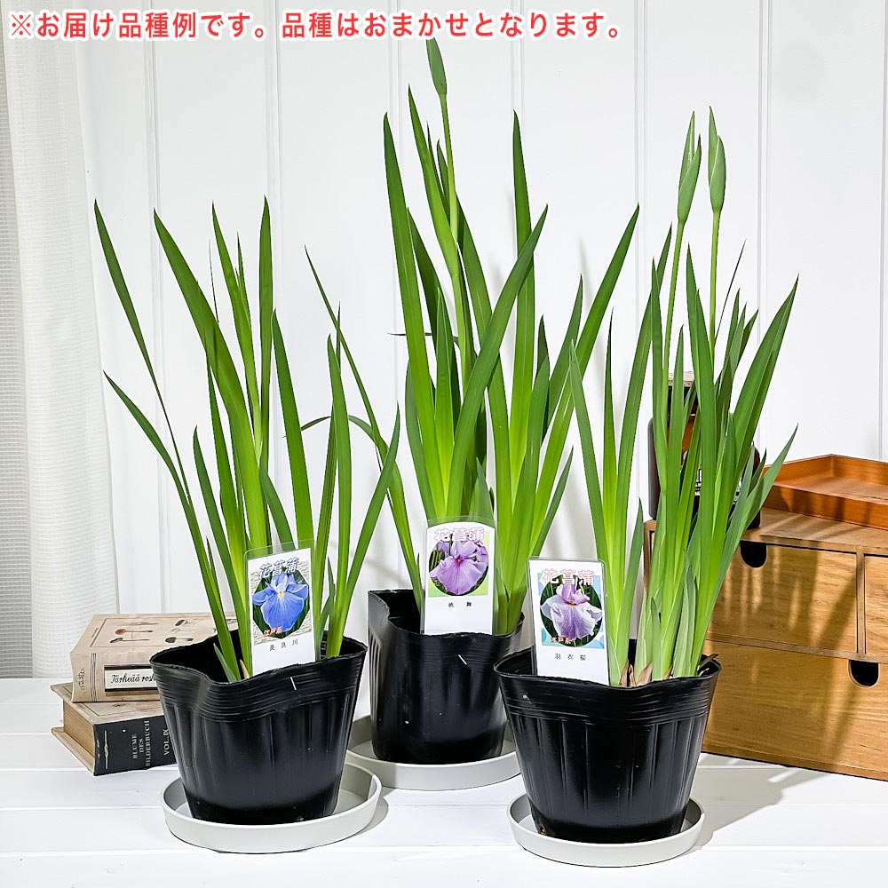 PLANCHU 水辺植物 アイリス ハナショウブ 4.5号ポット 育て方説明書付き Iris ensata var. spontanea cv. 花菖蒲 花苗 山野草 ビオトープ メダカ 色彩の魔術師