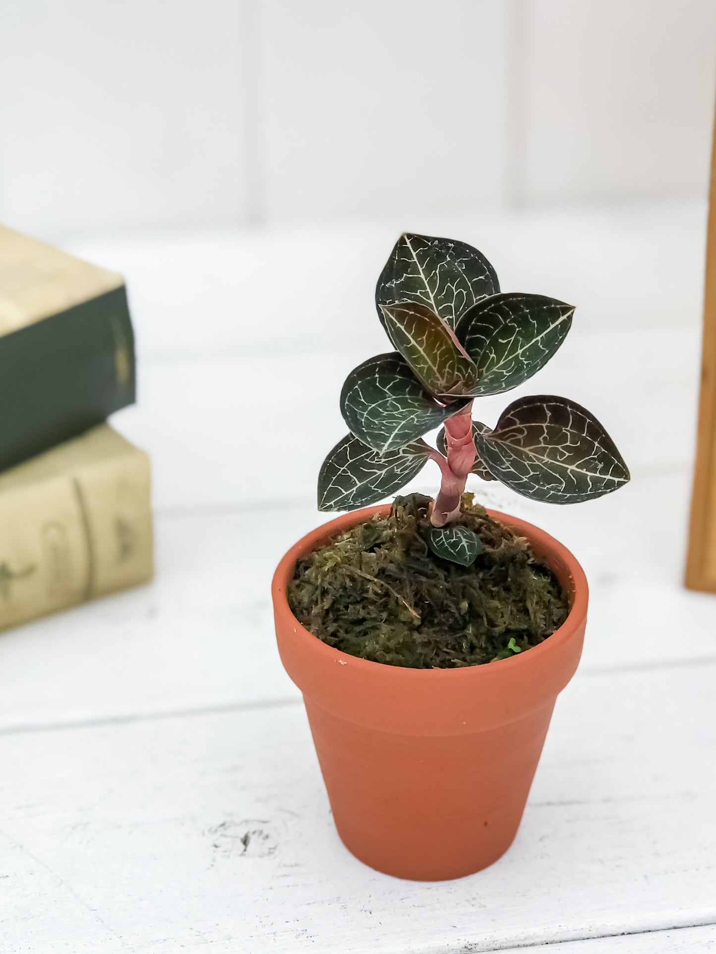 PLANCHU ジュエルオーキッド アネクトキルス sp. テラコッタ鉢植え