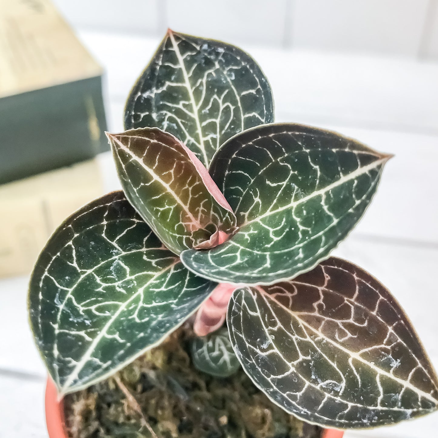 PLANCHU ジュエルオーキッド アネクトキルス sp. テラコッタ鉢植え
