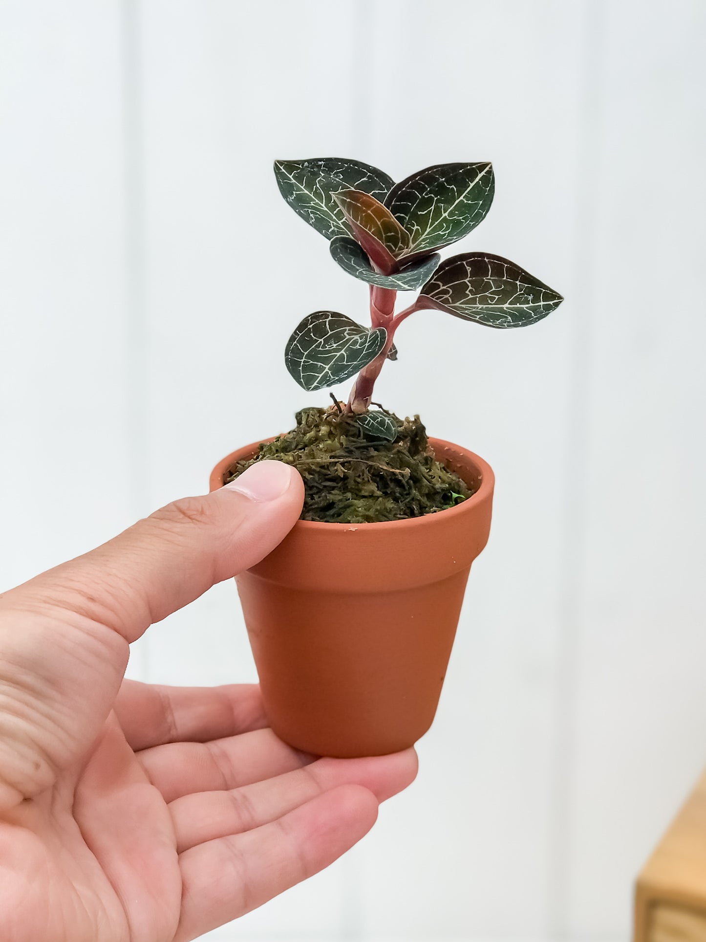 PLANCHU ジュエルオーキッド アネクトキルス sp. テラコッタ鉢植え